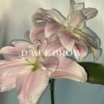 daul_brow 프로필 사진