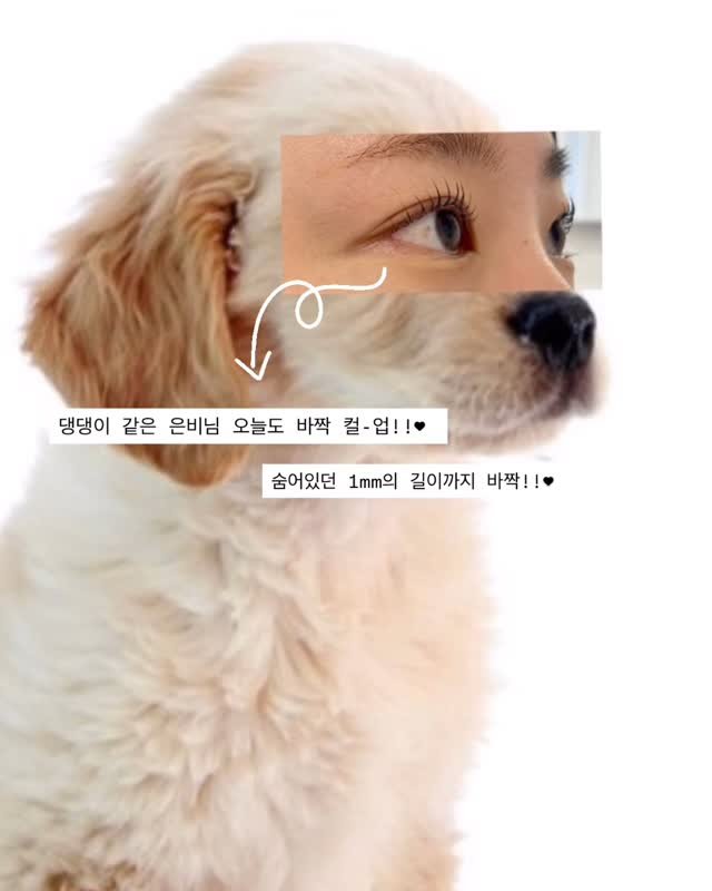 dadeum102 게시물 이미지: 귀여운 댕댕이 눈망울을 가진 우리 은비님 🐾
오늘도 뿌리부터 바짝 컬-업 성공!!...