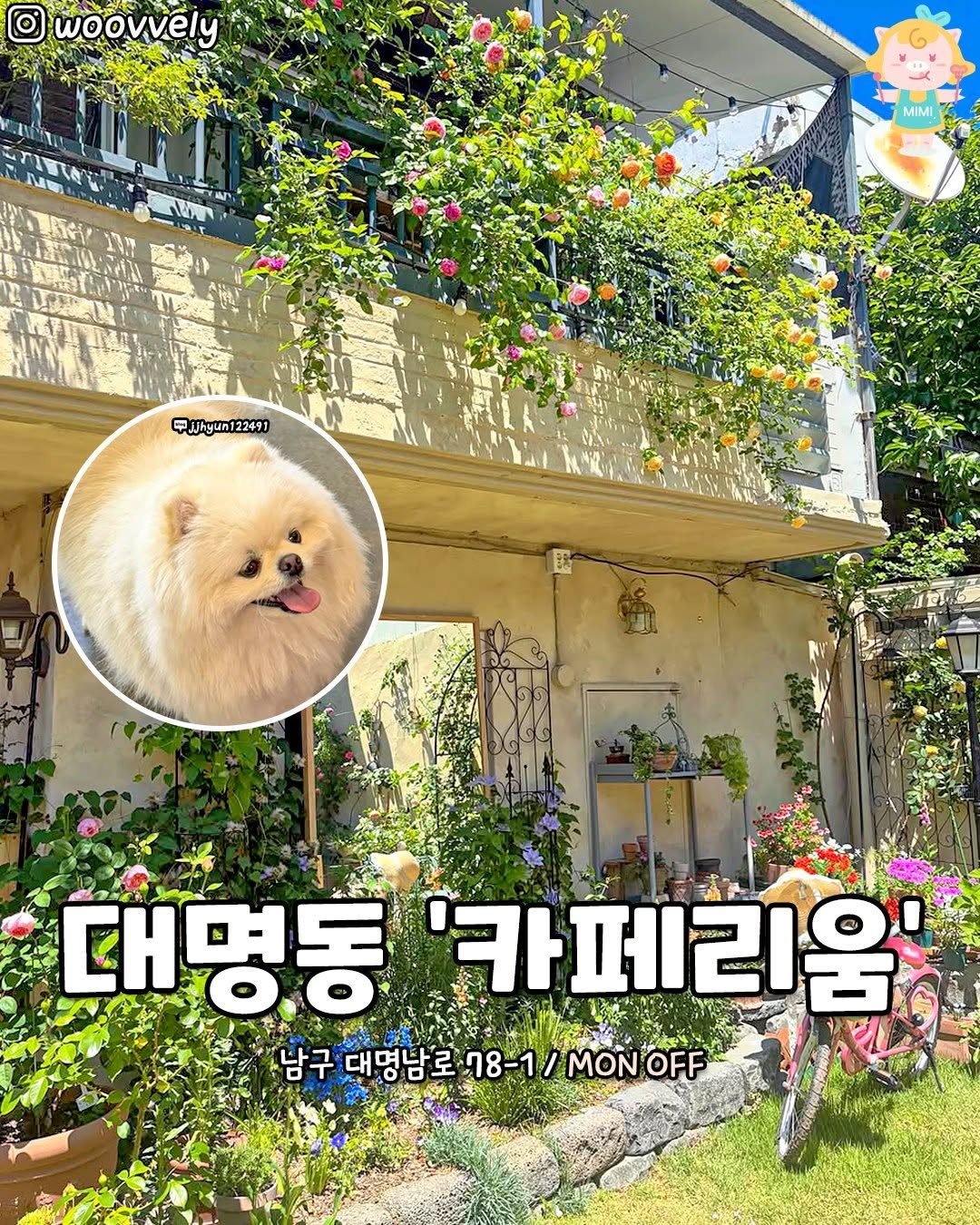daeguhotple 게시물 이미지: 🩷귀여운 멍뭉이가 안내하는 대명동 유럽 장미 정원 카페!💛
멍뭉이 사장님이 애교로...