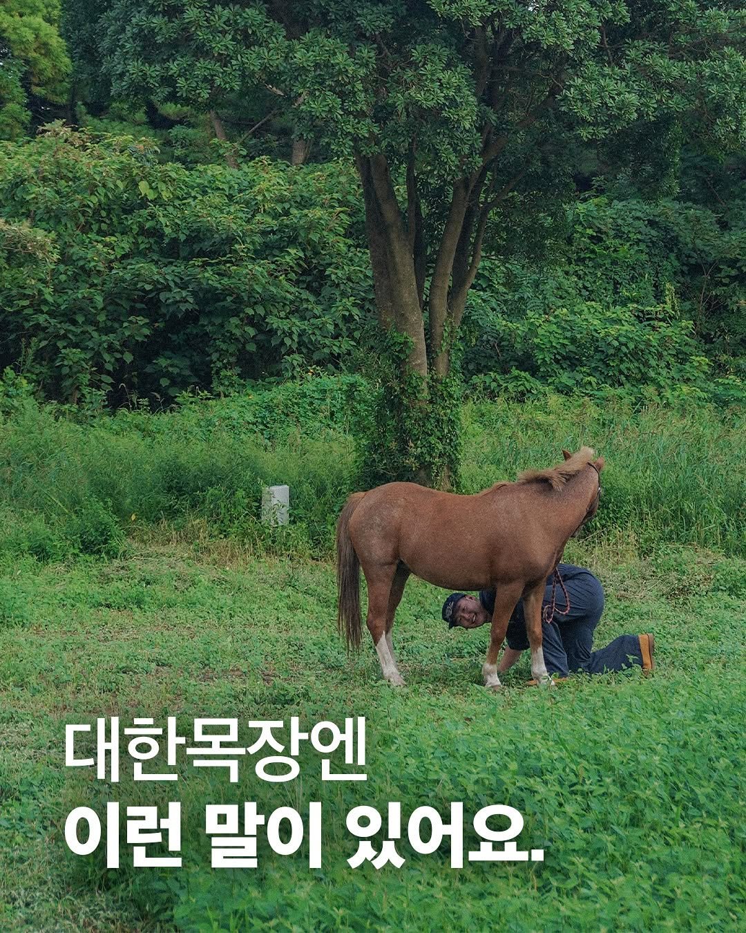 Photo by 대한목장 on September 23, 2025. May be an image of 1 person, riding on a horse, animal and text that says '대한목장엔 이런 말이 있어요.'.