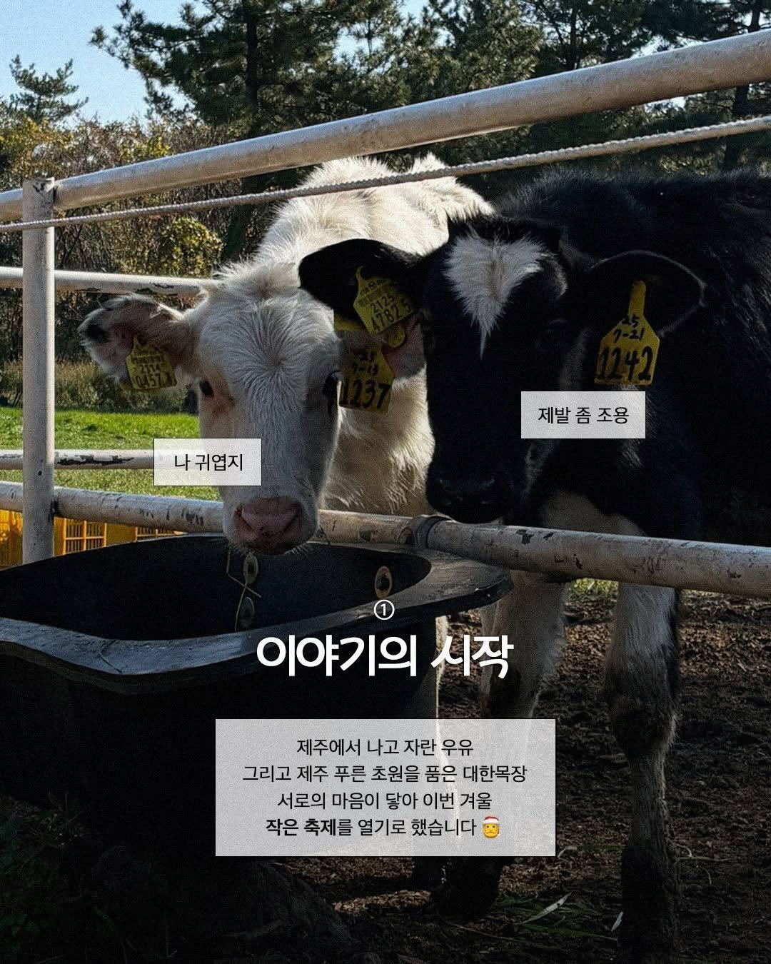 Photo by 대한목장 on December 17, 2025. May be an image of ‎calf and ‎text that says '‎나 귀엽지 제발좀조용 제발 좀 제발좀조용 조용 جسر 国 이야기의 시작 제주에서 나고 자란 우유 그리고 제주 푸른 초원을 품은 대한목장 서로의 마음이 닿아 이번 겨울 작은 축제를 열기로 했습니다 ម‎'‎‎.