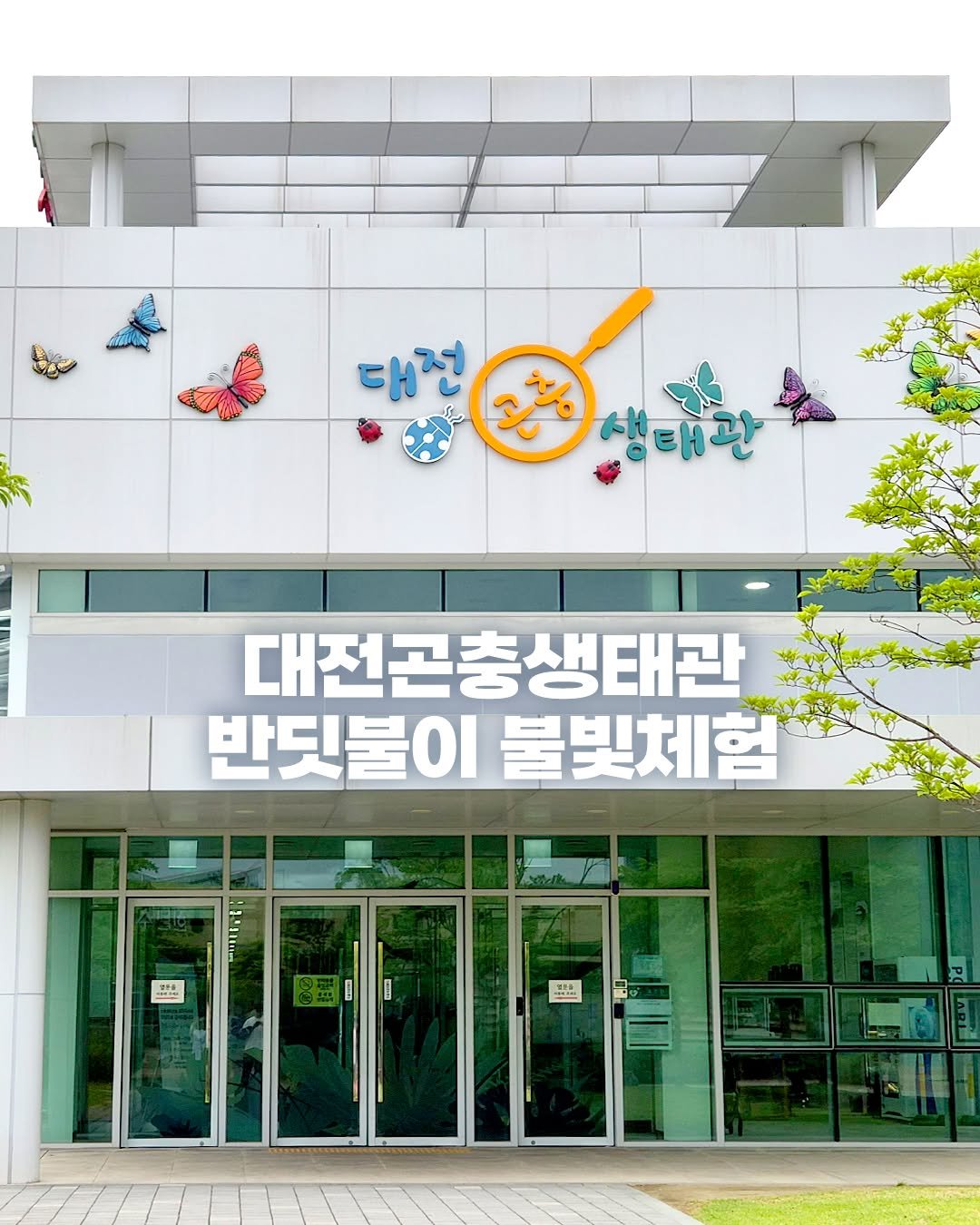 daejeon_official 게시물 이미지: #대전곤충생태관

📣대전곤충생태관 반딧불이 불빛체험

대전곤충생태관에서 살아있는...