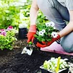 amazinggardenideas 프로필 사진