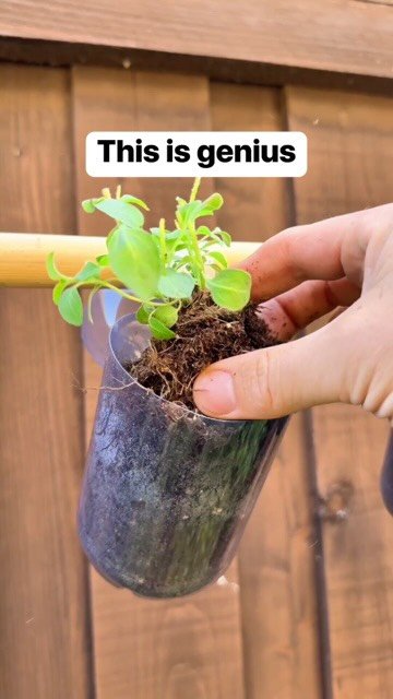dailyoriginalvids 게시물 이미지: Clever gardening tricks for growing homegrown...