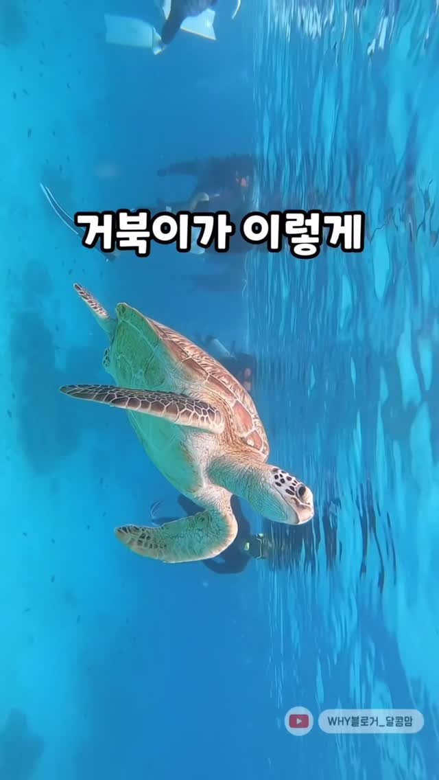 dalkom__mom 게시물 이미지: 이 전부가 포함인 보홀여행공구

💌자유댓글 남겨주시면 공구링크...