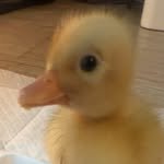 summer__duck 프로필 사진