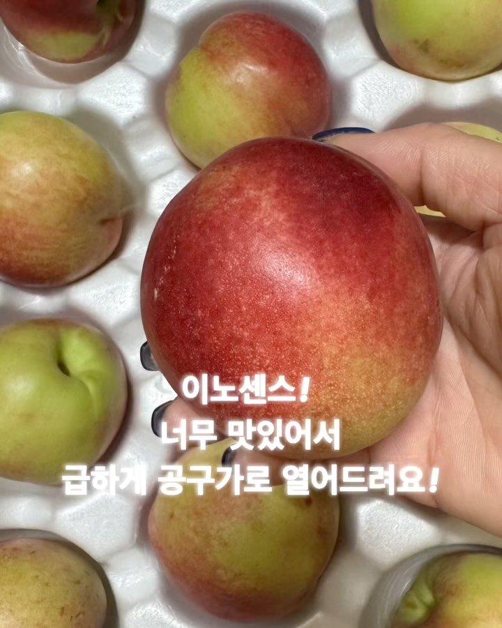 dangdang_unni 게시물 이미지: 피치 (이노센스) 신비 공구가로 링크 드려요!

🍑 신비복숭아 많이...