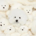 jollypon9 프로필 사진