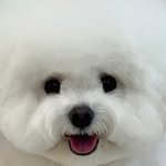 e._.baechu 프로필 사진