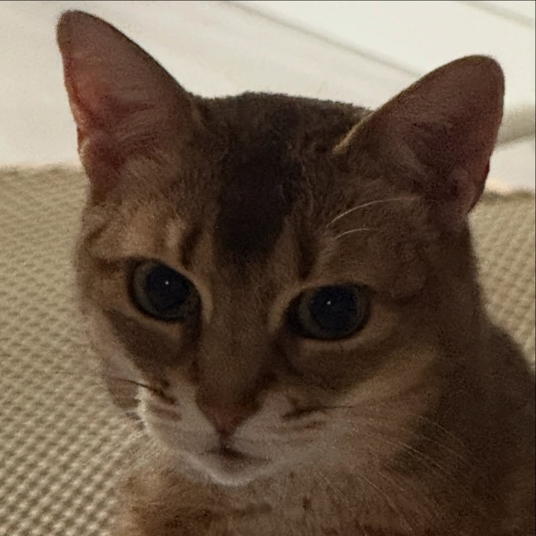 Photo by Daniel Kang on February 15, 2026. May be an image of Abyssinian cat, kitten and text.