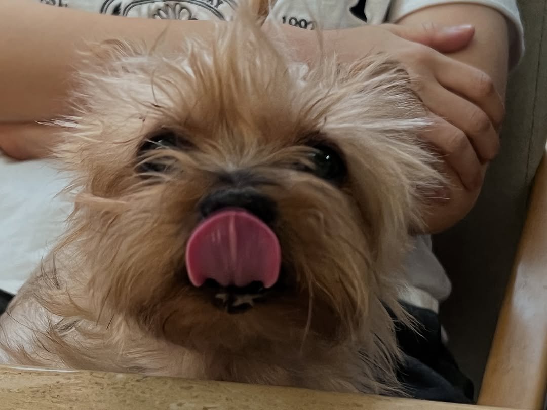 Photo by 다니엘쌤 김명호 | 영어 1대1 비대면 관리·피드백 on October 29, 2025. May be an image of Norwich terrier and text.