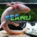 sealandmonterrey 프로필 사진