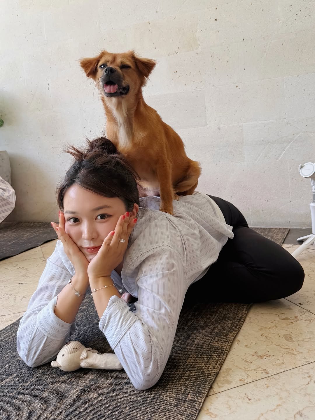 Photo by 김 다혜 / Dahye kim on March 31, 2026. May be an image of cocker spaniel, Pekinese, chihuahua, golden retriever and text.