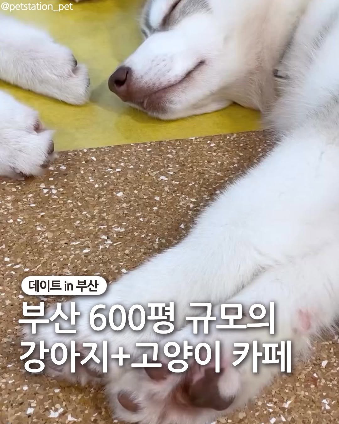 dateinbusan 게시물 이미지: 아기 강쥐와 아깽이들이 반겨주는 신상 카페🐶😺

광안역 지하상가에 
600평 규모의...