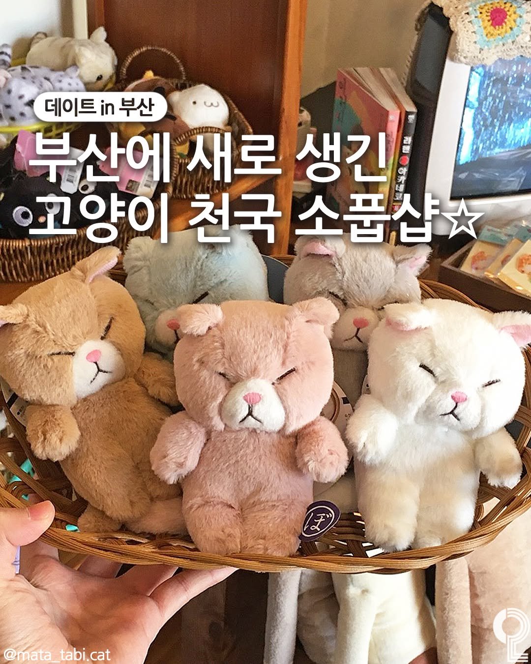 Photo by 데이트in부산 (부산데이트장소 정리해드립니다!) on April 22, 2026. May be an image of bear and text that says '데이트 데이트부산 in 부산 부산에 새로 생긴 펜 래 限いを 고양이 リチトチに 천국 소품샵 @mata_ tabi, @mata_tabi.cat _tabi.cat cat'.