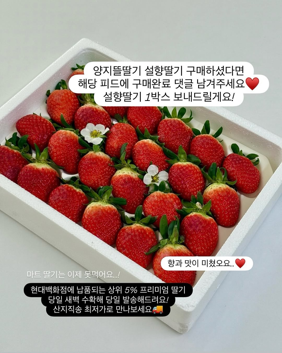 Photo by 또후니맘💛 | 육아고민 쉽고 간결하게 해결해요 (임채린) on January 12, 2026. May be an image of strawberry and text that says '양지뜰딸기 설향딸기 구매하셨다면 해당 피드에 구매완료 댓글 남겨주세요 설향딸기 1박스 보내드릴게요! 향과 맛이 과맛이미쳤오요.. 미쳤오요.. 마트 딸기는 이제 못먹어요..! 현대백화점에 납품되는 상위 5% 프리미엄 딸기 당일 새벽 수확해 당일 발송해드려요! 산지직송 최저가로 만나보세요'.