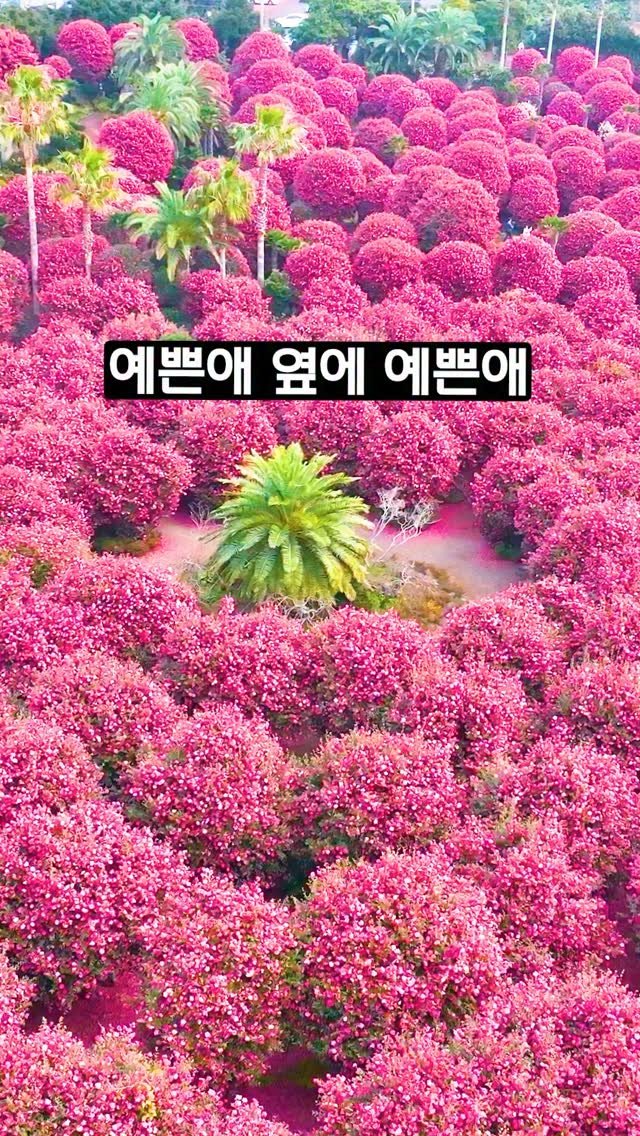 ddoo_pd 게시물 이미지: (함께 가고 싶은 분께 공유 필수)
예쁜애 옆에 예쁜애

볼고롱 동백

동백 명소로...