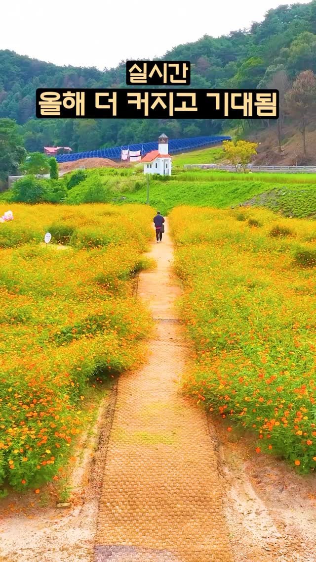 ddoo_pd 게시물 이미지: (공유해서 지금 바로 떠나보세요)
올해 더 커지고 기대됨

홍천 무궁화...