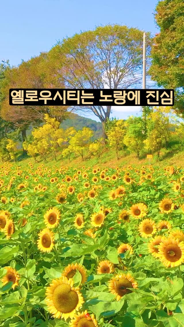 ddoo_pd 게시물 이미지: (공유해서 여행 계획 세워보세요)
옐로우시티는 노랑에 진심

100억 송이의 가을...