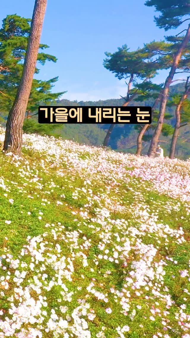 ddoo_pd 게시물 이미지: (공유해서 여행 계획 세워보세요)
가을에 내리는 눈

정읍 구절초 축제

올해는...