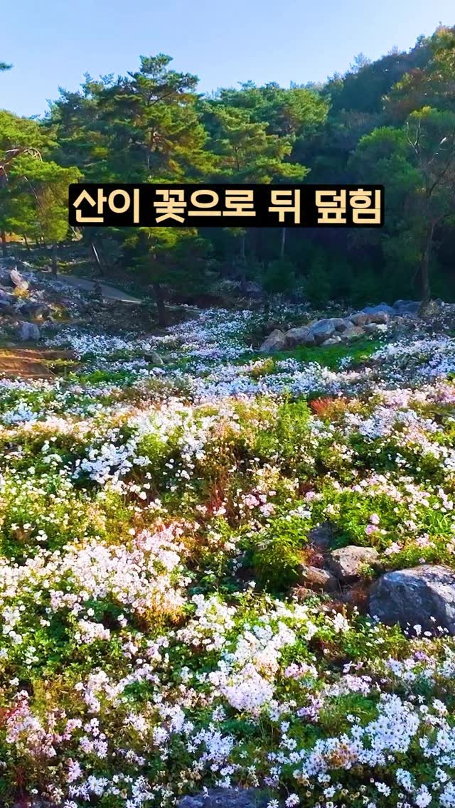 ddoo_pd 게시물 이미지: (공유해서 여행 계획 세워보세요)
산이 꽃으로 뒤덮힘

공주 구룡사

구절초가 산...