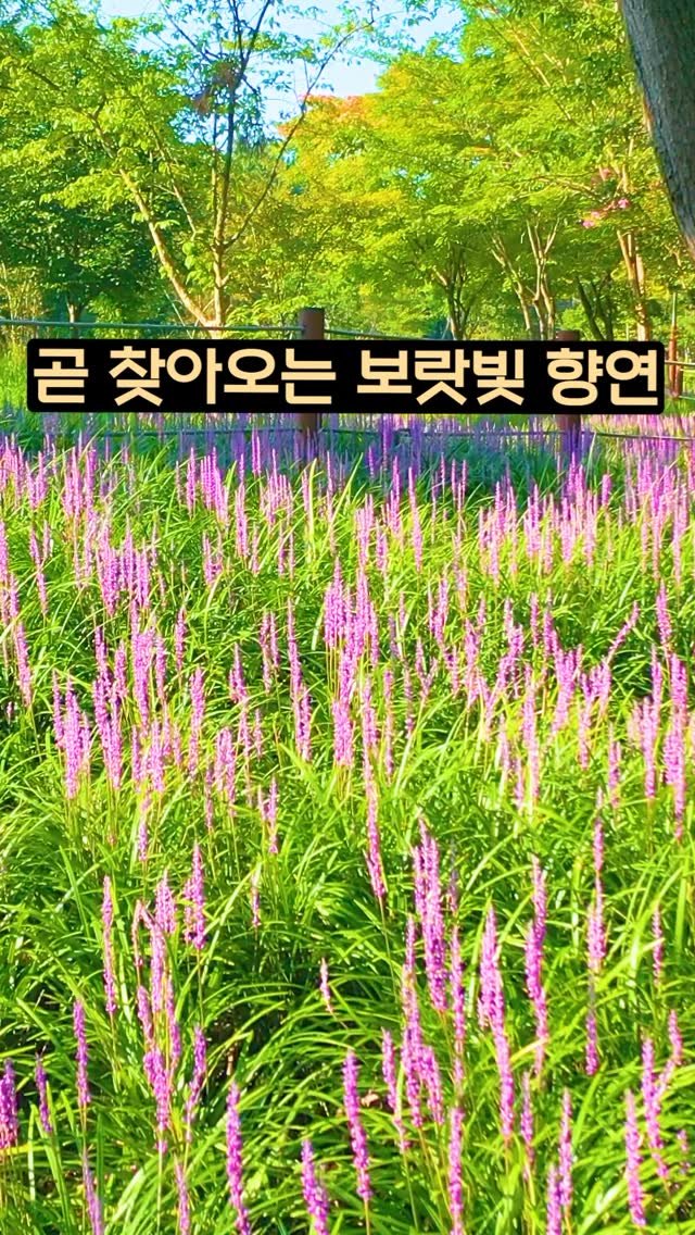 ddoo_pd 게시물 이미지: (공유해서 여행 계획 세워보세요)
곧 찾아오는 보라빛 향연

서천 장항 송림...