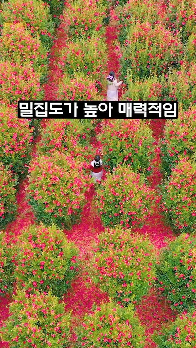 ddoo_pd 게시물 이미지: (함께 가고 싶은 분께 공유해 보세요)
밀집도가 높아 매력적임

꼬닥꼬닥...