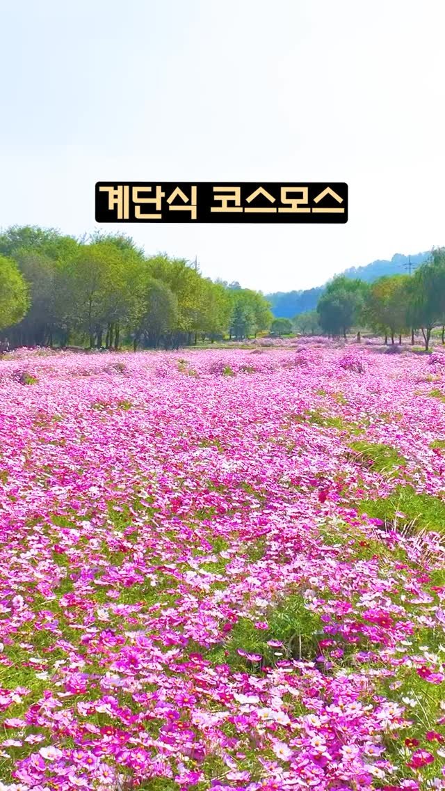 ddoo_pd 게시물 이미지: (공유해서 여행 계획 세워보세요)
계단식 코스모스 

논산 돈암서원

코스모스...