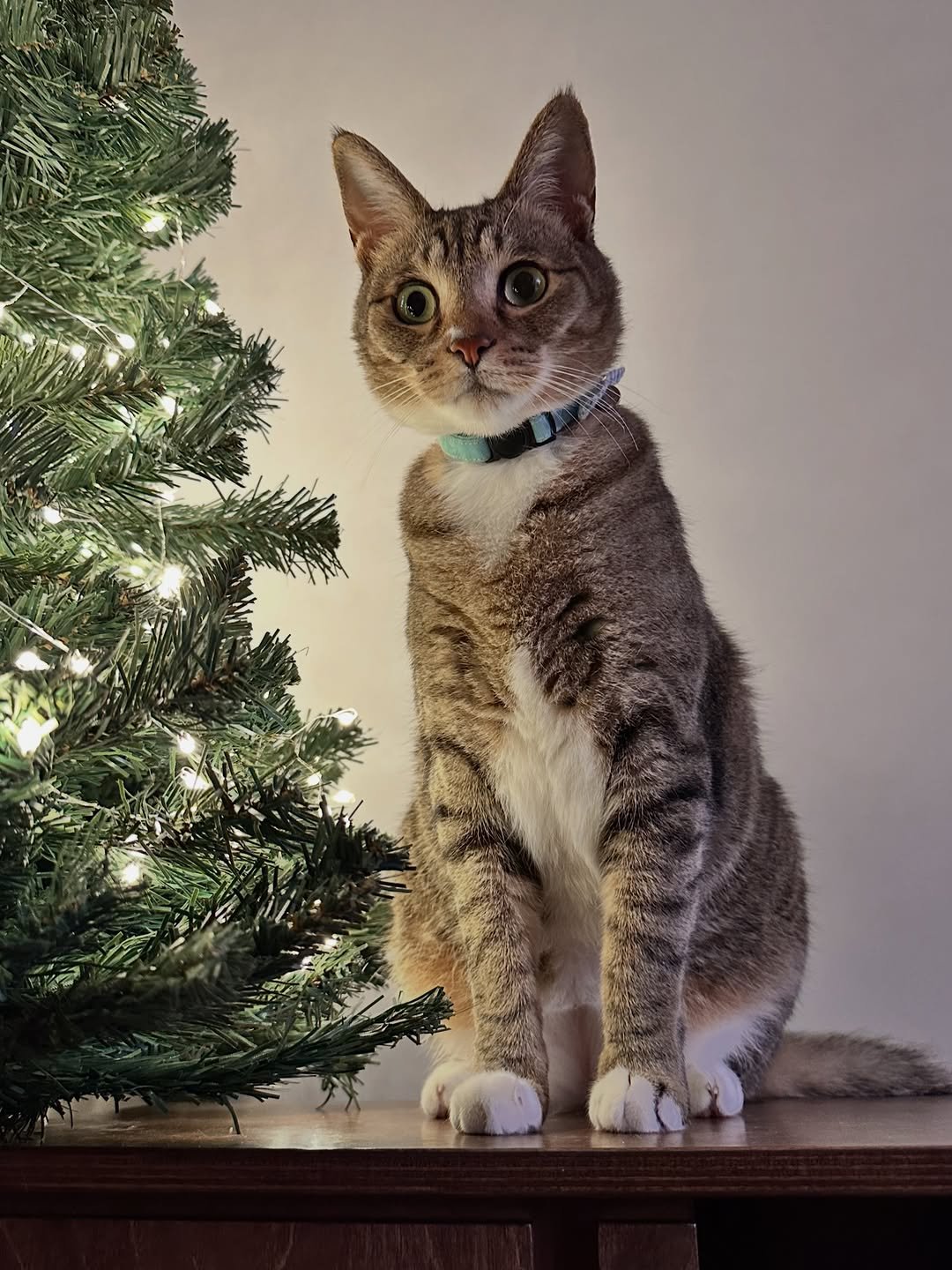 Photo by 뚜리뚜바랑 on December 12, 2025. May be an image of Abyssinian cat, tortoiseshell cat, kitten, christmas tree, tinsel and text.