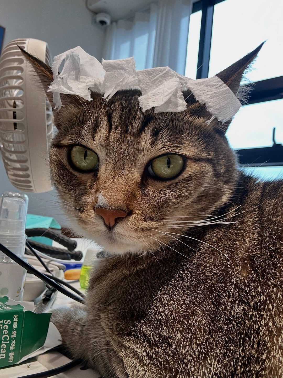 ddu_cat_family 게시물 이미지: 아 일하기 싫다~ 아빠한테 애들을 맡기면 안되는 이유