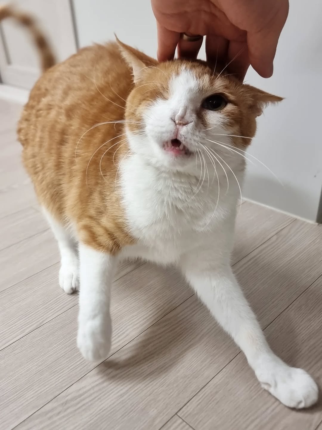 Photo by 뚜리뚜바랑 on February 08, 2026. May be an image of Abyssinian cat, kitten and text.