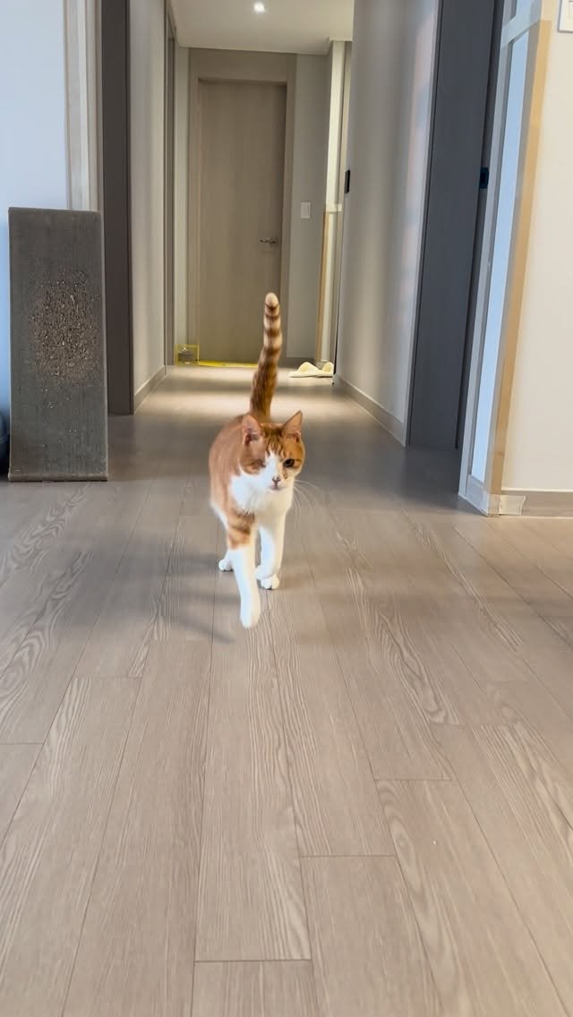 ddu_cat_family 게시물 이미지: 부르면 달려오는 갱얼냥 (부르는 소리 주의)