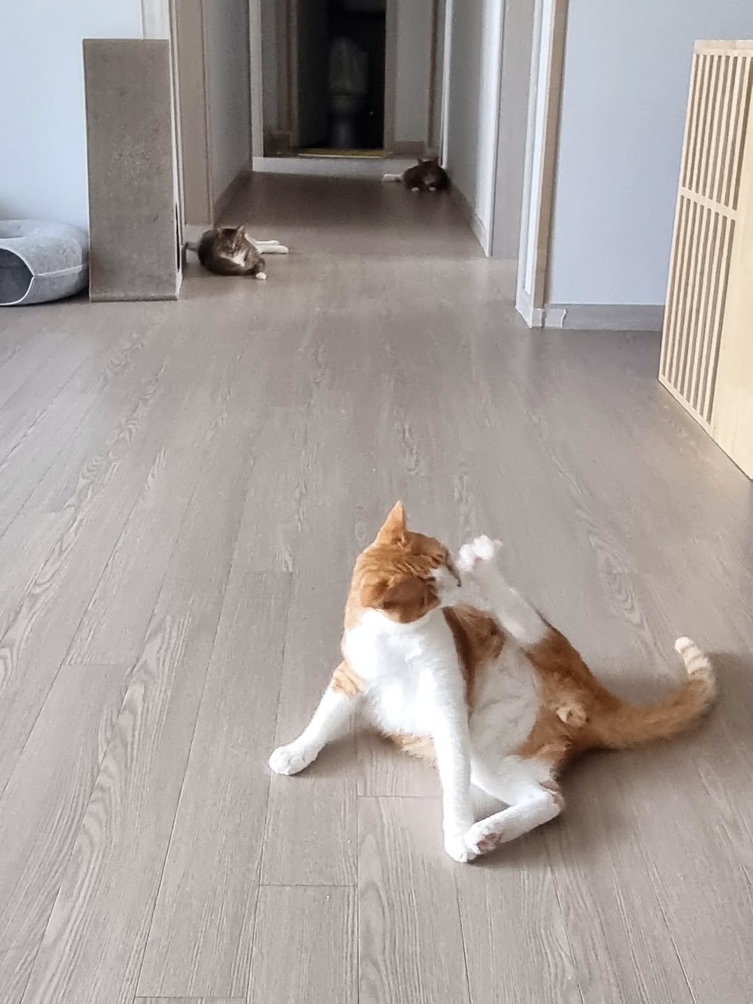 Photo by 뚜리뚜바랑 on August 29, 2025. May be an image of ragdoll cat, Abyssinian cat, kitten and text.