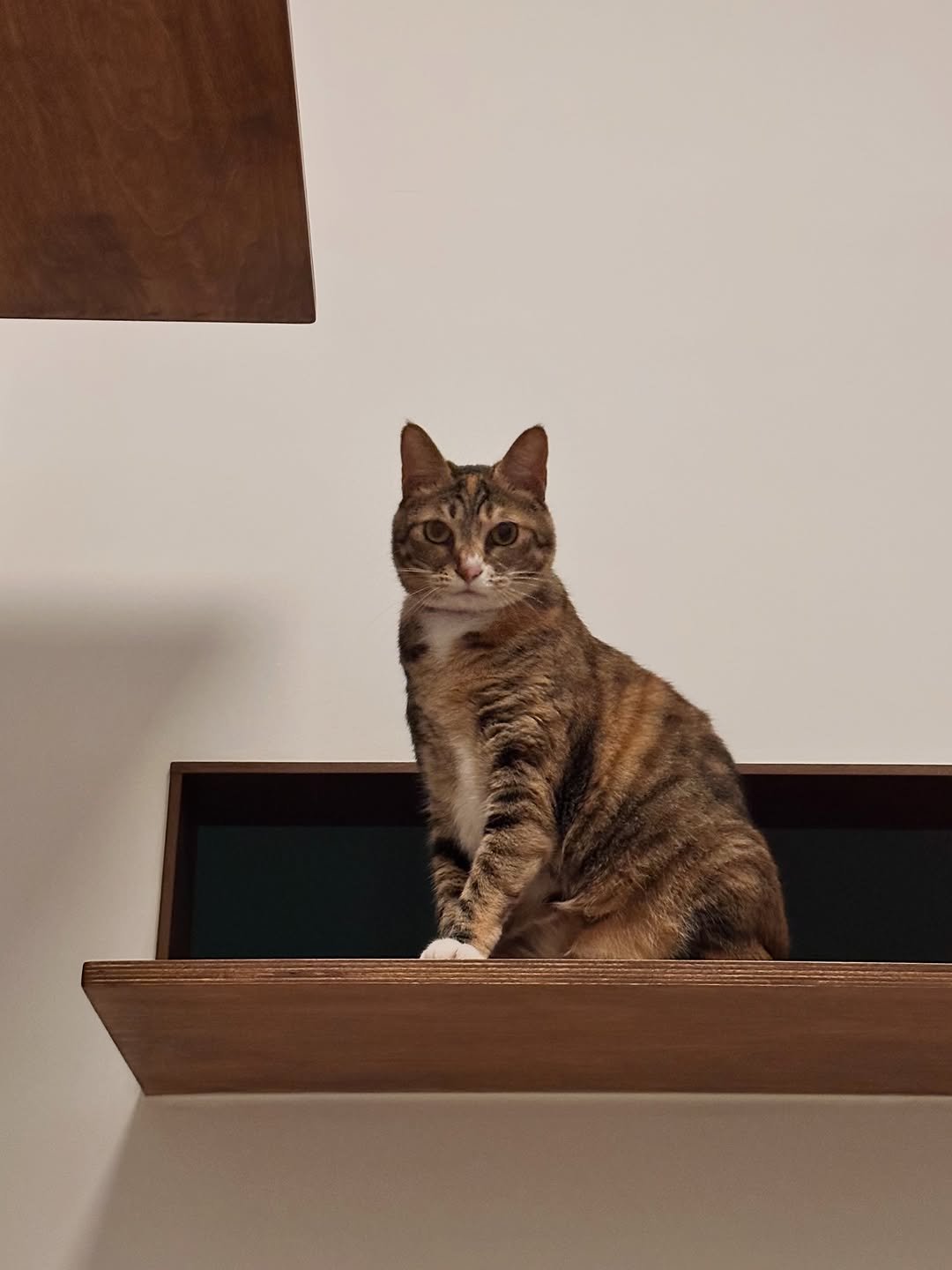 ddu_cat_family 게시물 이미지: 열일하는 이구역 감시자