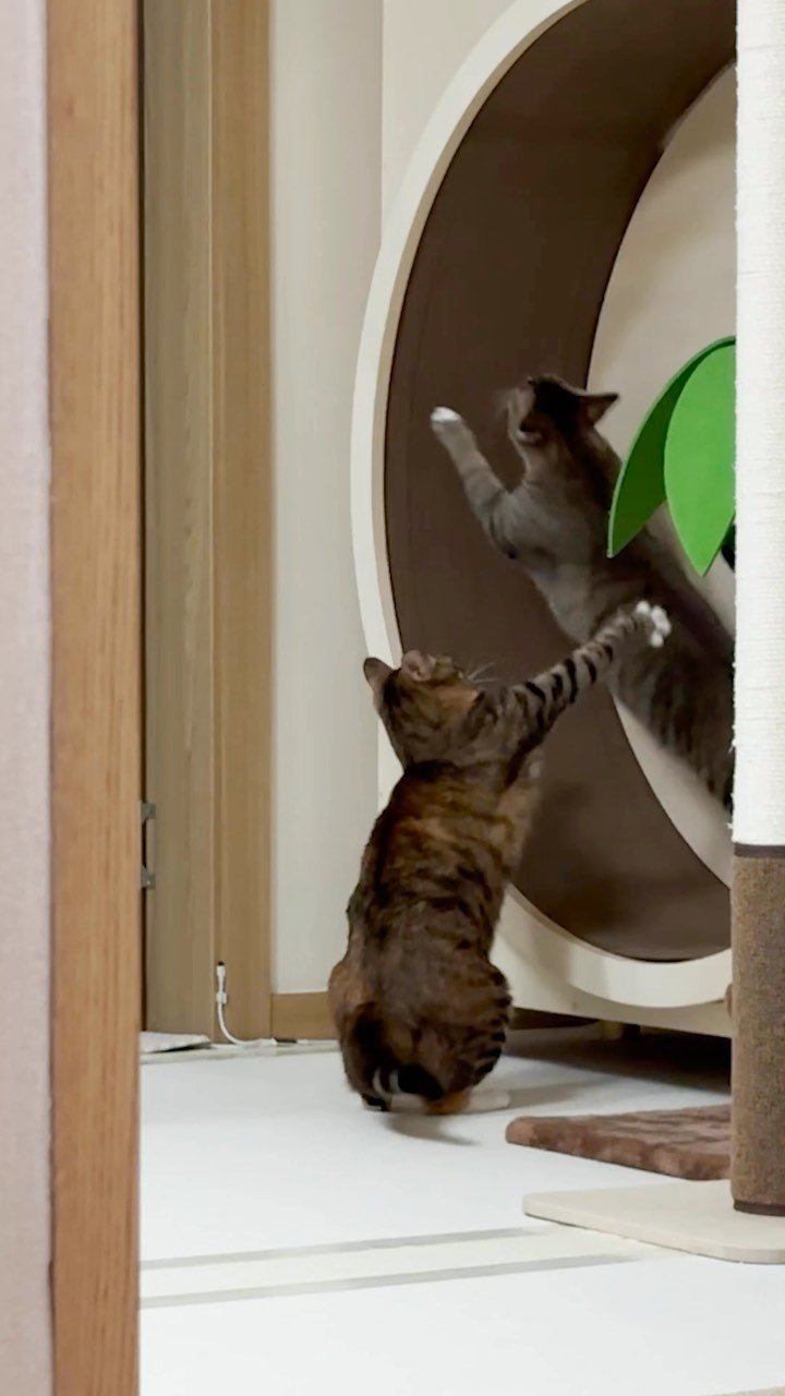 ddu_cat_family 게시물 이미지: 애니메이션 현실판 😼🙀