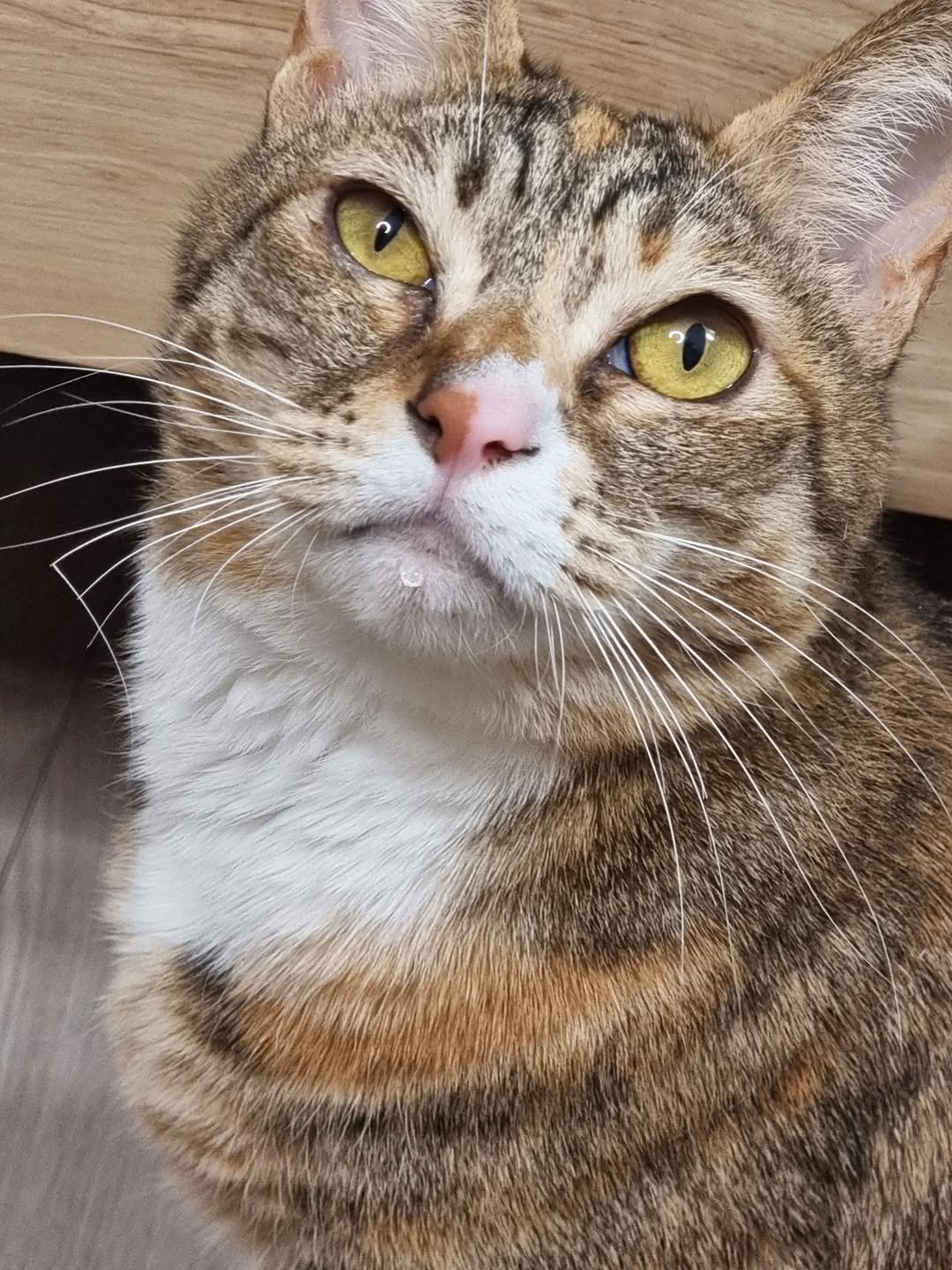 Photo by 뚜리뚜바랑 on February 10, 2026. May be an image of tortoiseshell cat, Abyssinian cat, kitten and text.