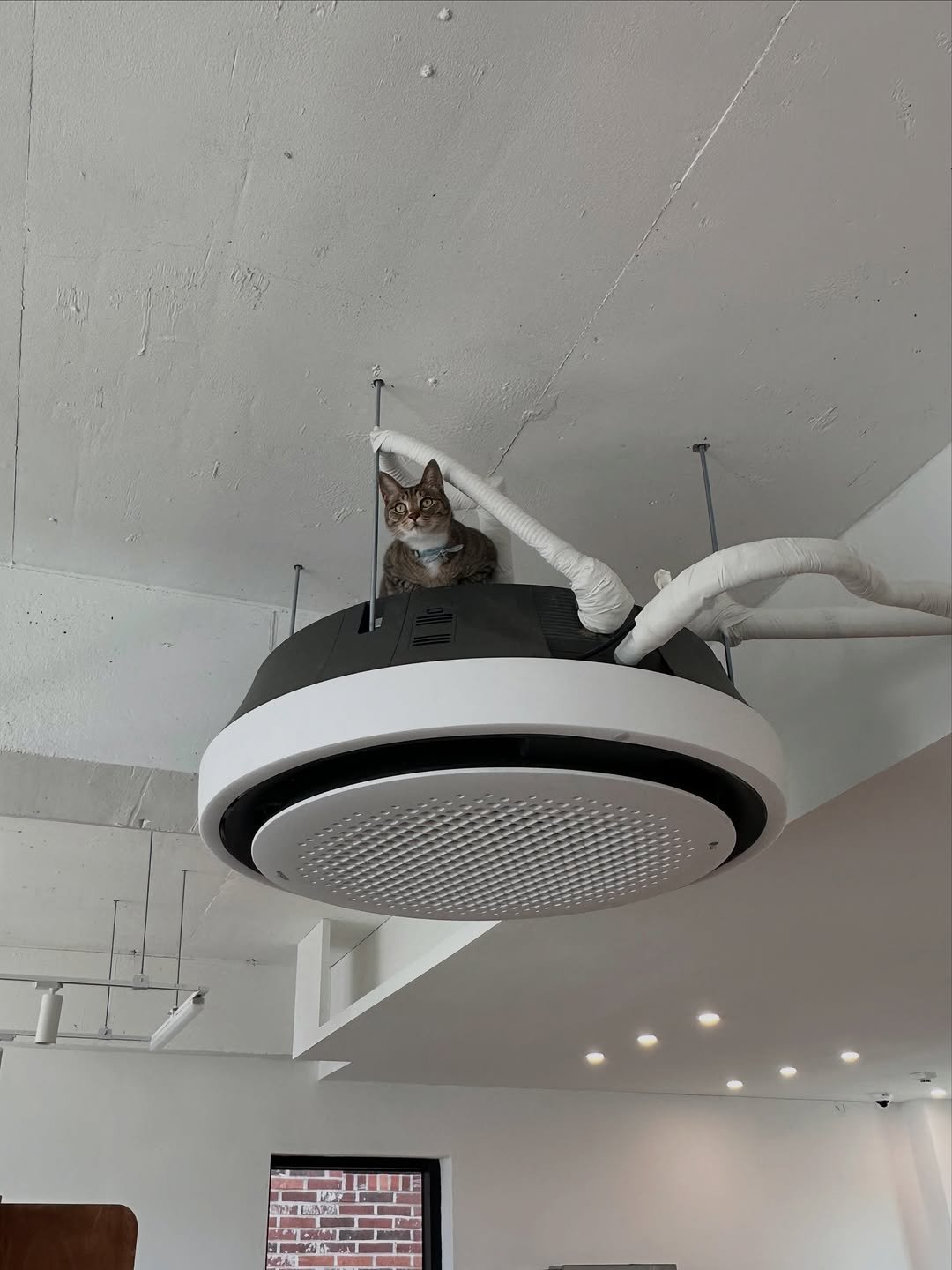 ddu_cat_family 게시물 이미지: 하.. 뚜리가 알아버렸다