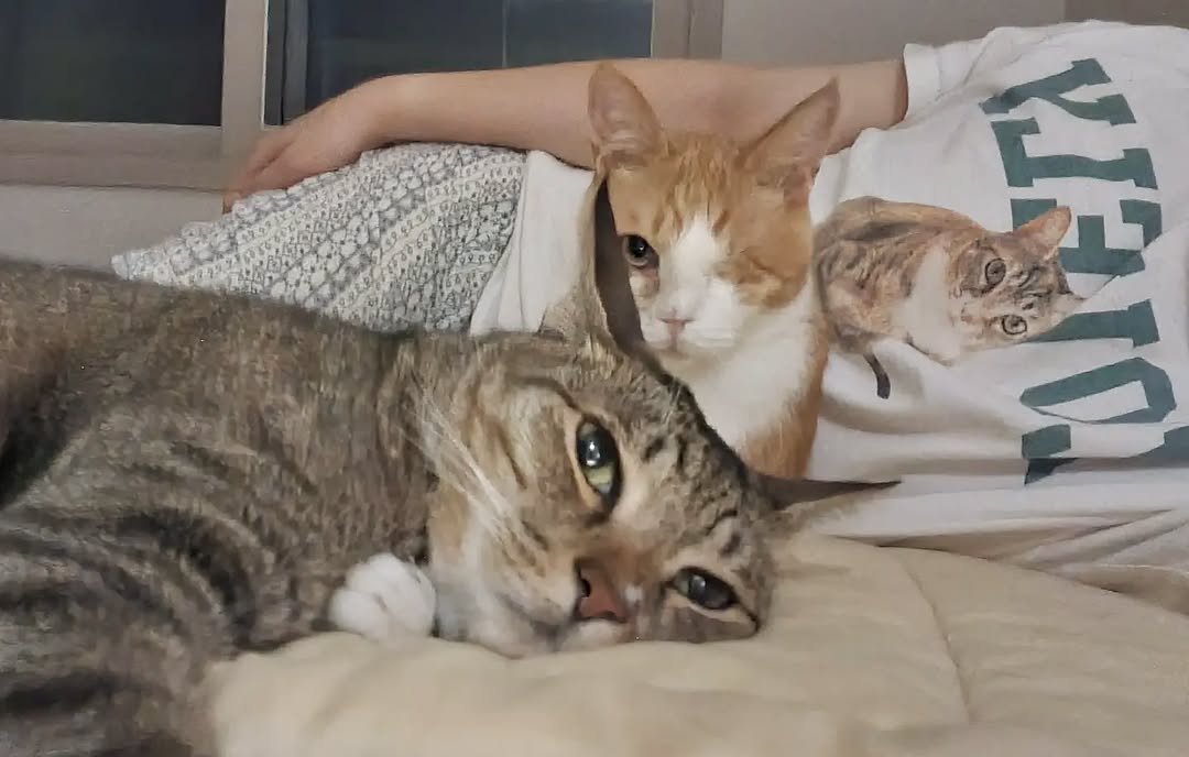 Photo by 뚜리뚜바랑 on September 22, 2025. May be an image of kitten, Abyssinian cat, tortoiseshell cat and text.