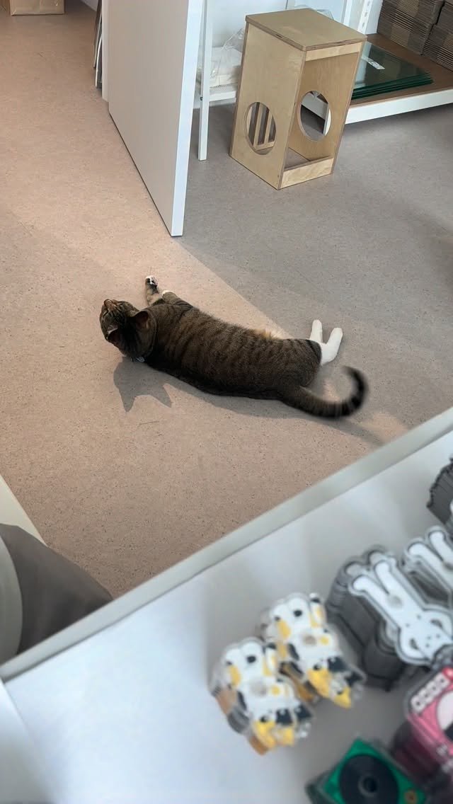 ddu_cat_family 게시물 이미지: 일하는데 옆에서 겁나 꾸물댐