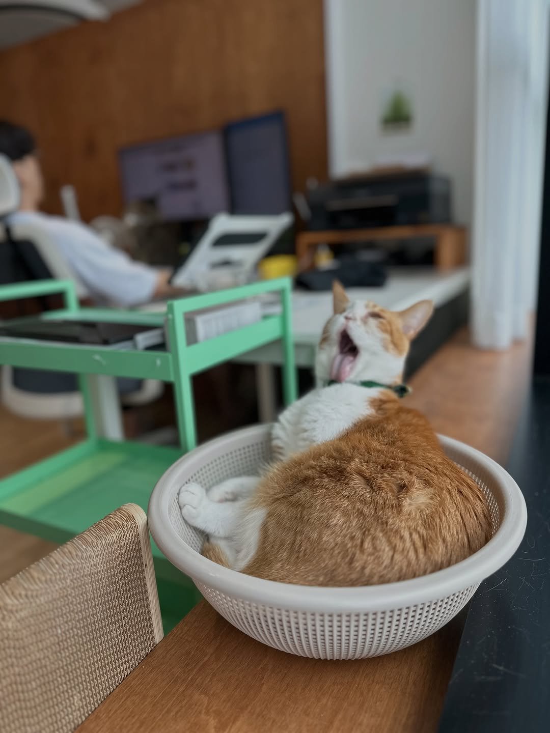 ddu_cat_family 게시물 이미지: 각자의 역할에 충실하는 중