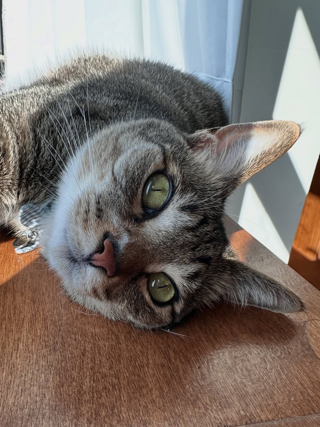 ddu_cat_family 게시물 이미지: 일터에 같이 있으니 좋음!