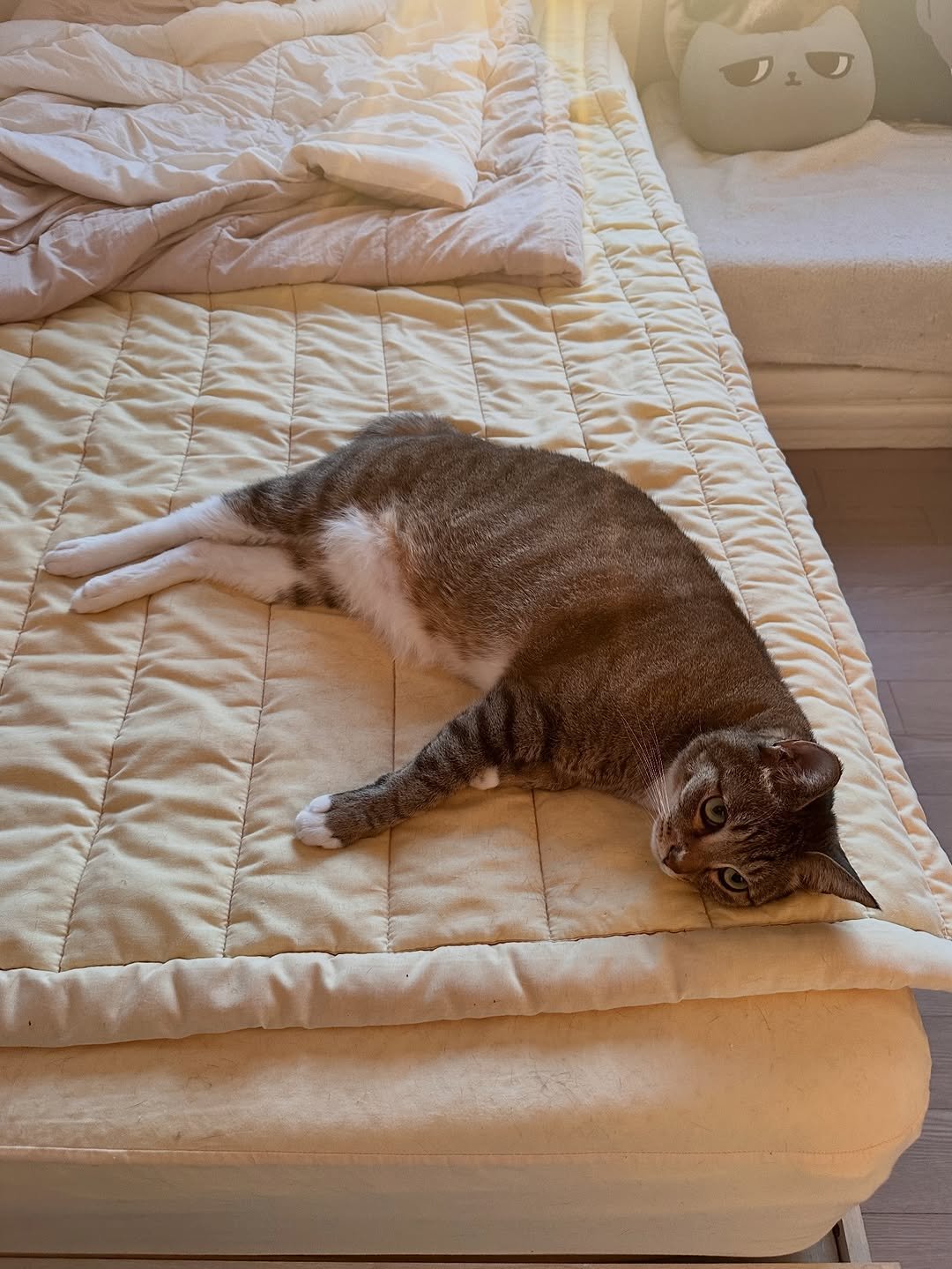 Photo by 뚜리뚜바랑 on December 08, 2025. May be an image of sleeping, kitten, Abyssinian cat, tortoiseshell cat, mattress, bed, bedroom and text.