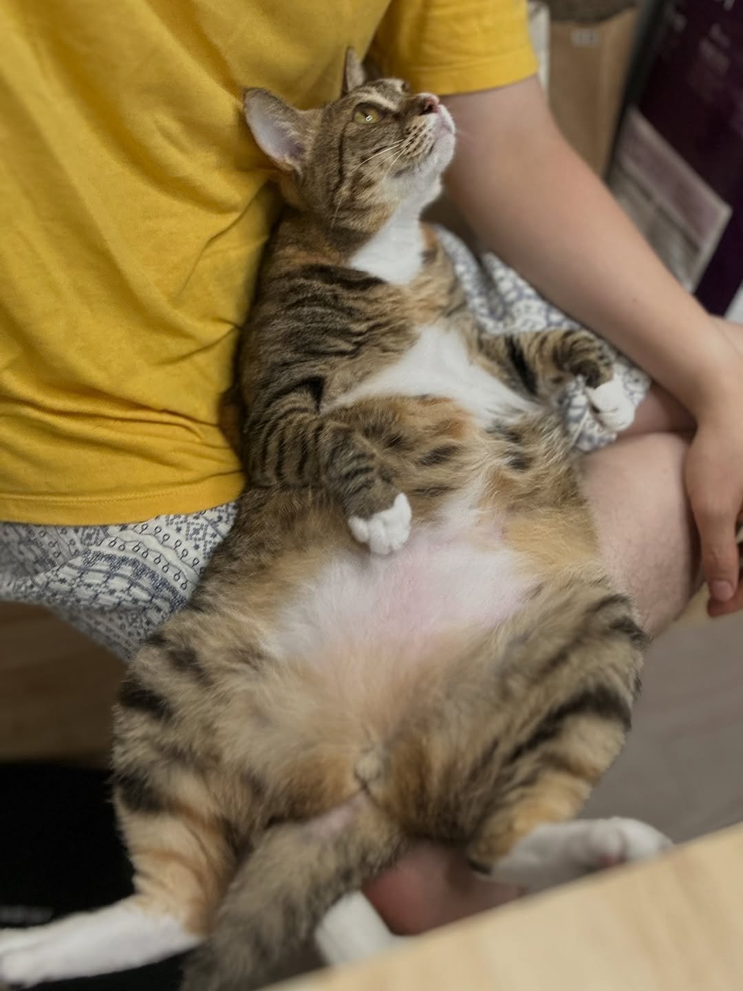 Photo by 뚜리뚜바랑 on September 17, 2025. May be an image of 1 person, Abyssinian cat, kitten, tortoiseshell cat and text.