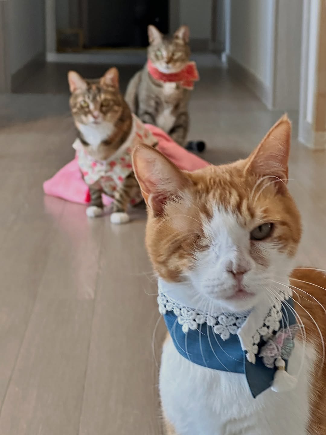 Photo by 뚜리뚜바랑 on February 16, 2026. May be an image of kitten, tortoiseshell cat, Abyssinian cat, bandanna and text.