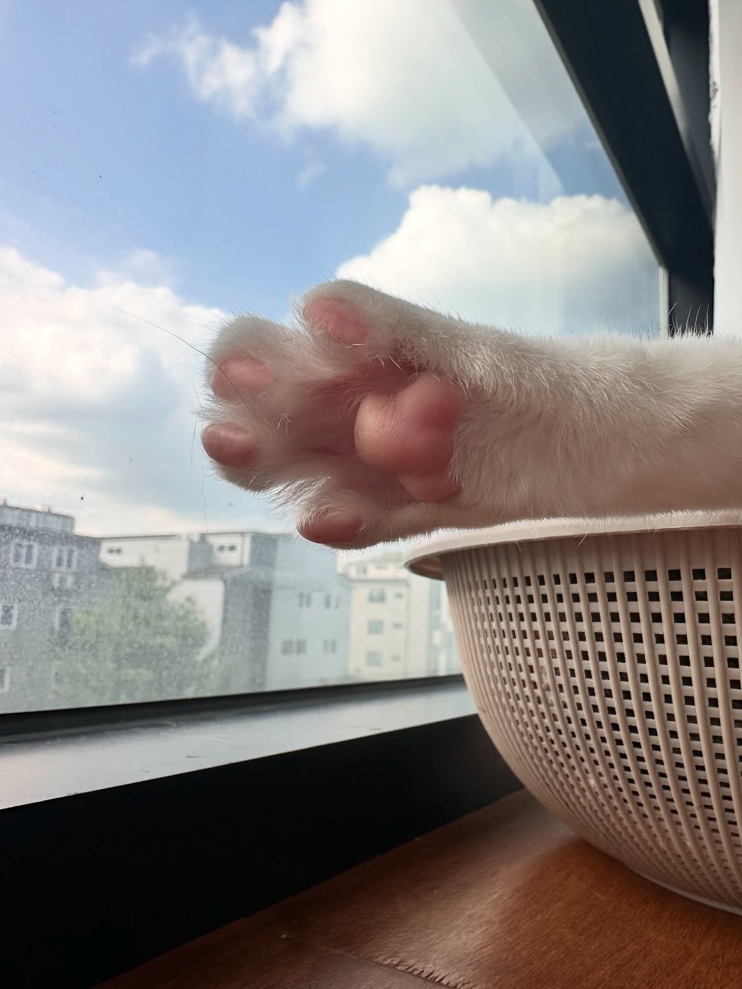 ddu_cat_family 게시물 이미지: 이번주도 고생했어요!