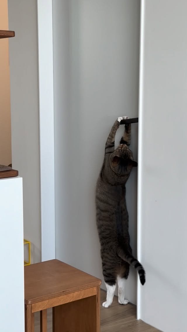 ddu_cat_family 게시물 이미지: 이사오니 다시 시작된 뚜리의 문열기 스킬
저곳은 냥금지구역이라...