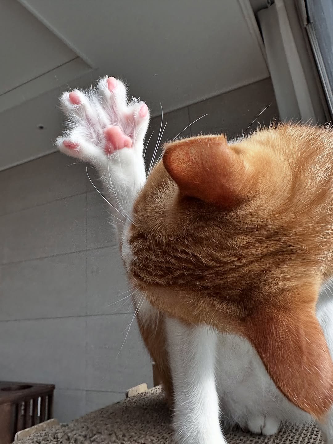 Photo by 뚜리뚜바랑 on September 25, 2025. May be an image of kitten, Abyssinian cat and text.