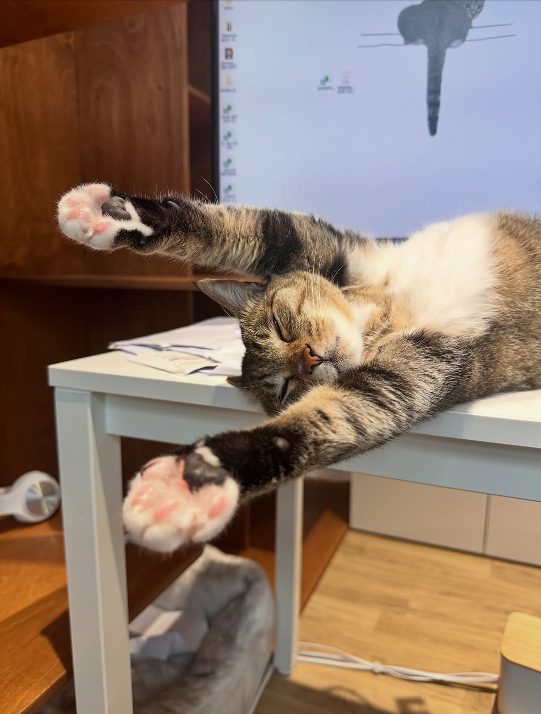ddu_cat_family 게시물 이미지: 직장에 고양이가 있으면 이렇게 됩니다…