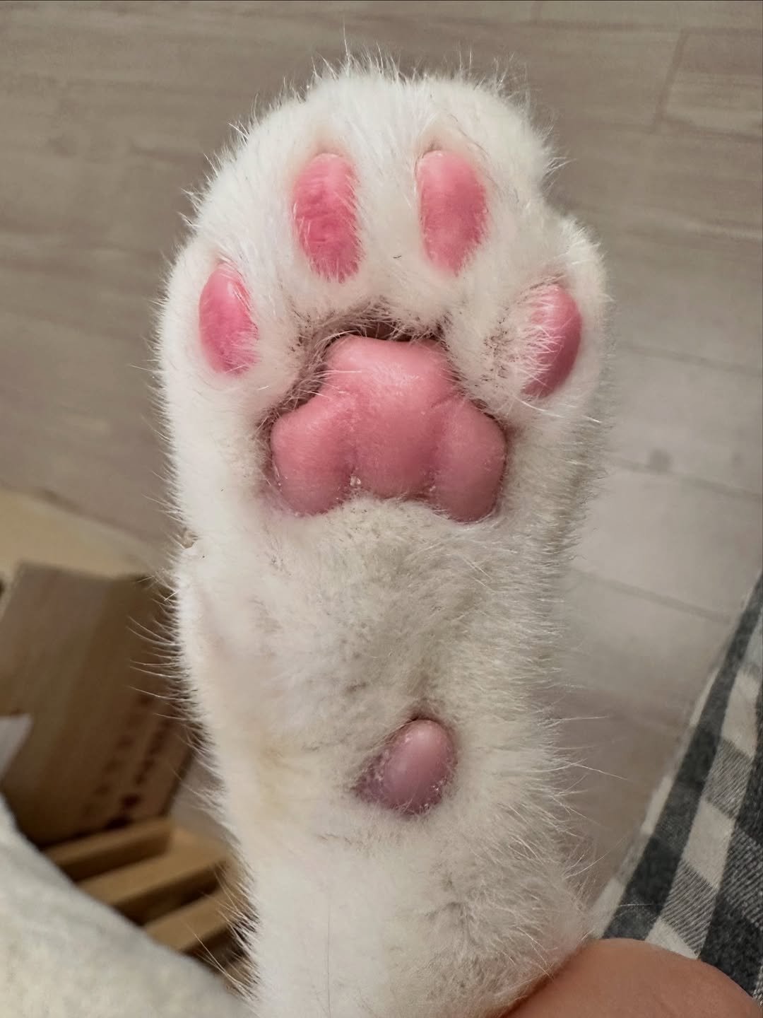 Photo by 뚜리뚜바랑 on December 07, 2025. May be an image of ragdoll cat, kitten, fur and text.