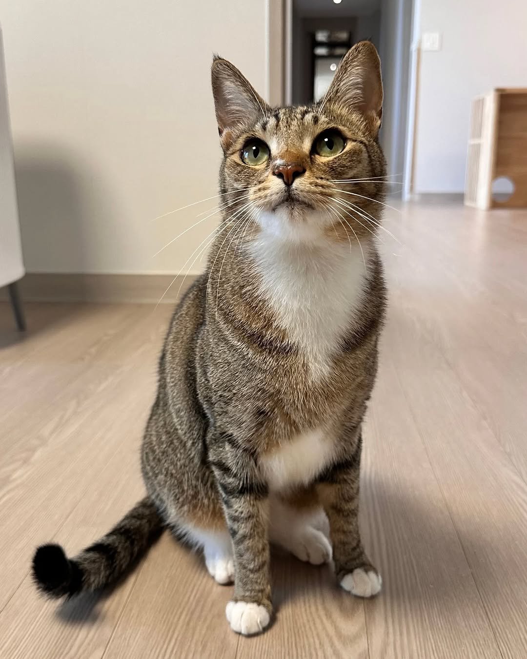 Photo by 뚜리뚜바랑 on September 01, 2025. May be an image of Abyssinian cat, kitten and text.